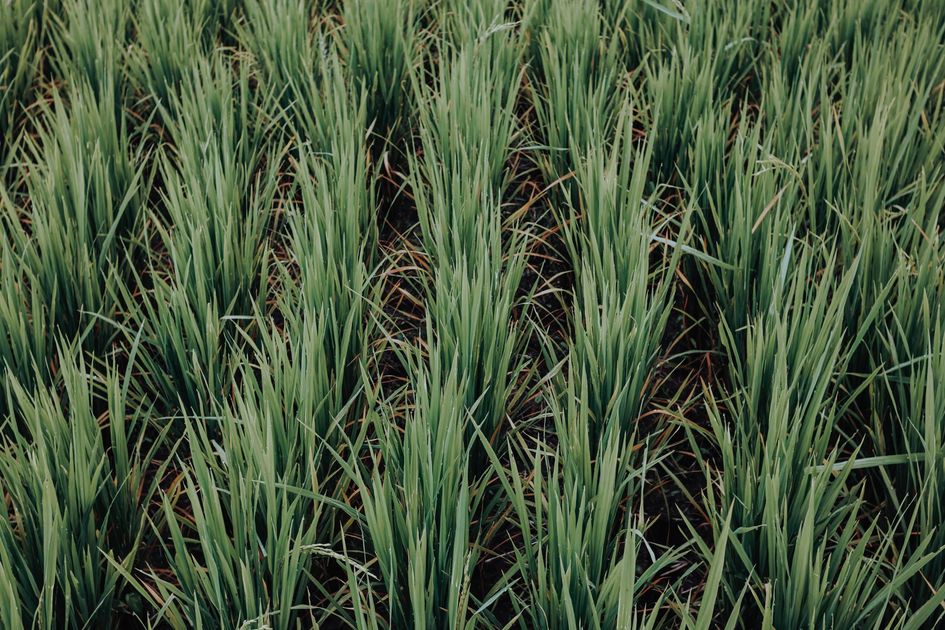 Arroceros de Daule y Nobol paralizaron las vías de ingreso por bajos precios del arroz