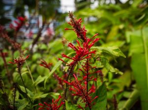 Bosques Urbanos Nativos de Guayaquil muestran árboles de 5 metros en dos años
