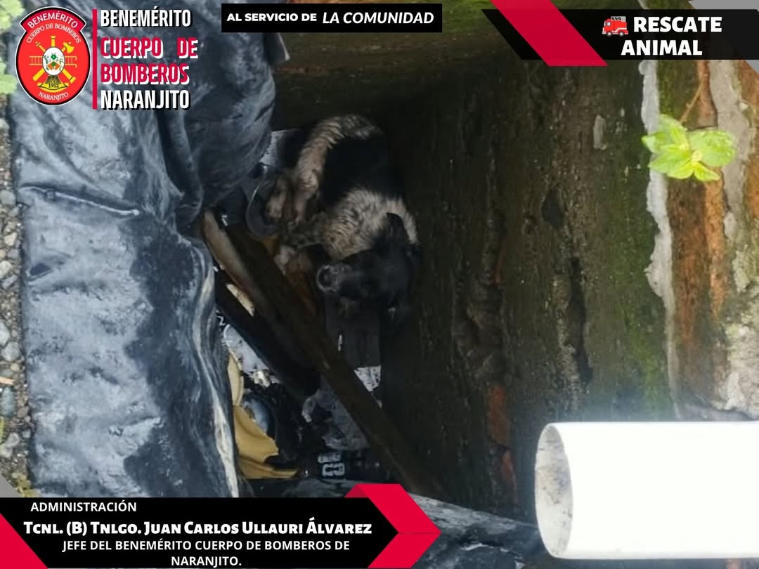 Bomberos de Naranjito rescatan a perro atrapado en alcantarilla