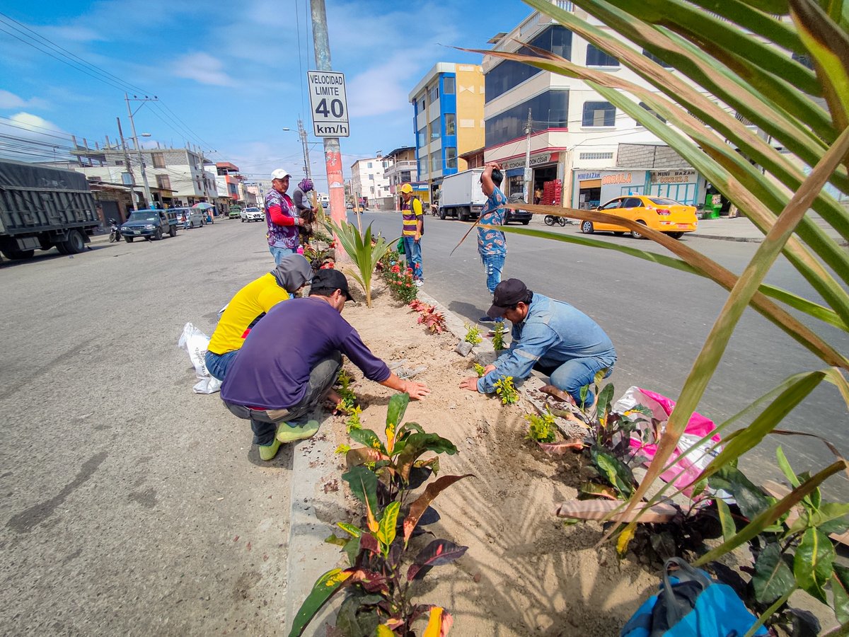 La alcaldía de Playas renueva sus avenidas con nuevas plantas para mejorar el paisaje urbano