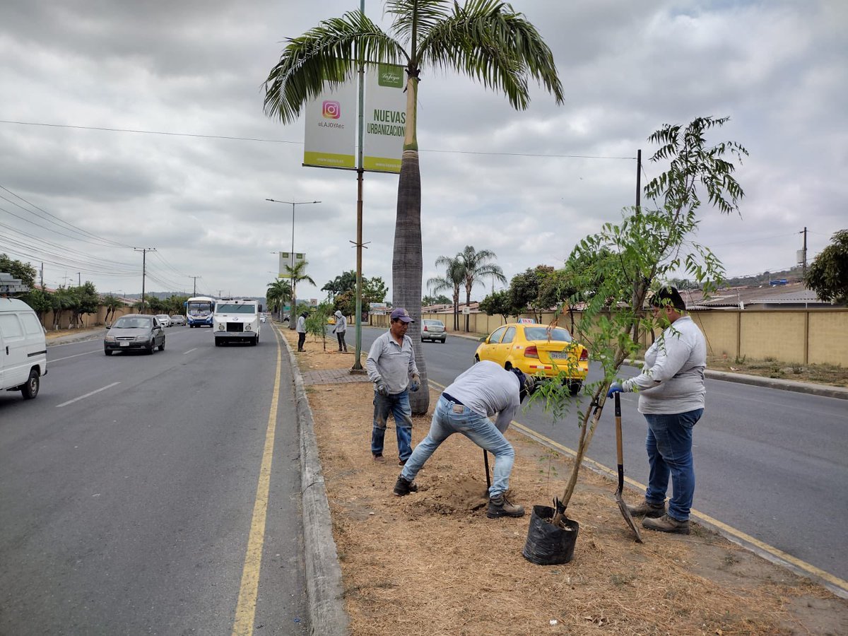 Siembra de 19 árboles de Neem en La Joya suma 5.000 nativos bajo gestión municipal