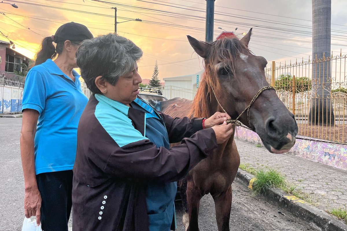 Jefatura de Bienestar Animal rescató un equino en Divino Niño, Durán