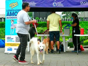 Dirección de Protección Animal atiende más de 5 mil alertas en Guayaquil